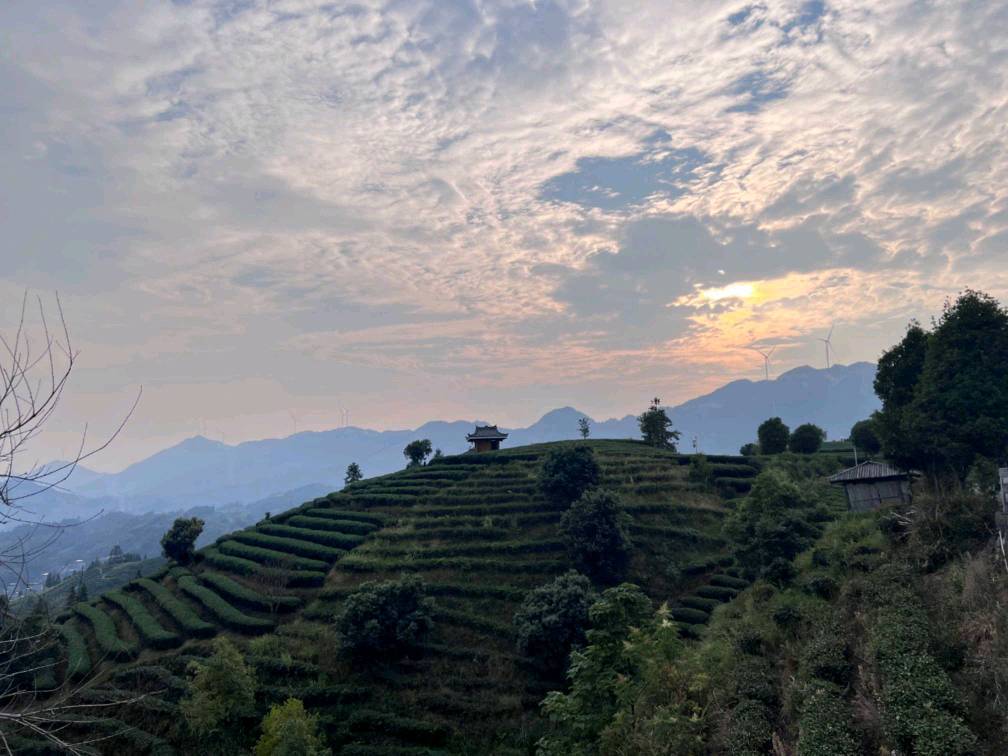 三江侗族景区,三江县黄金产茶区新闻