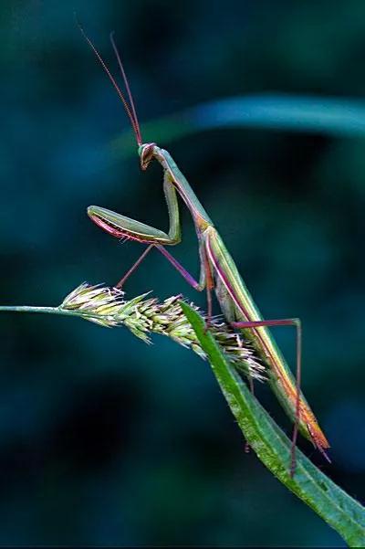 螳螂吃掉自己丈夫的头,螳螂为什么吃掉配偶螳螂吃蛇