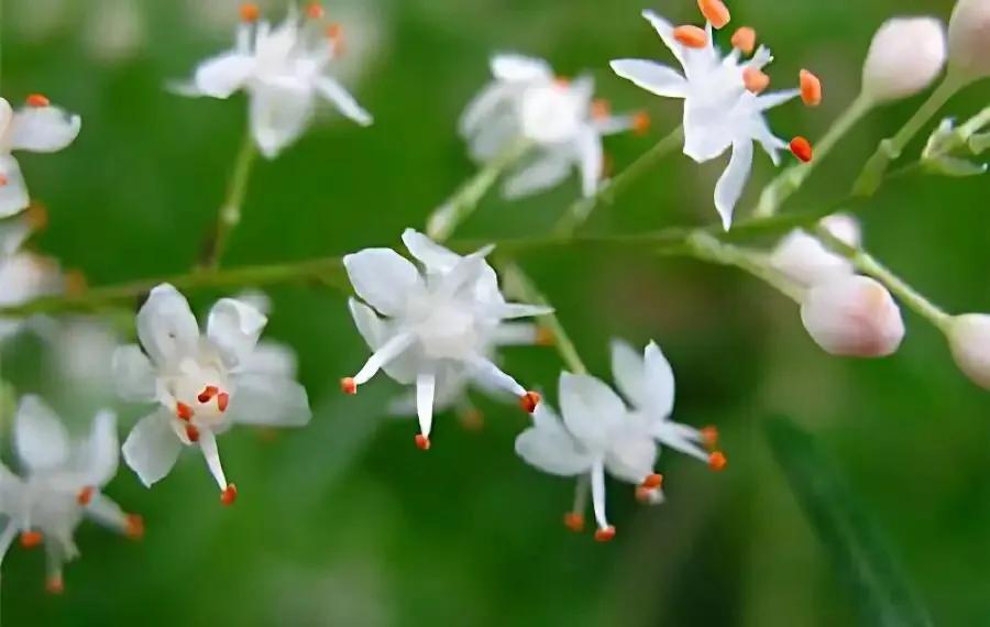 小小花朵——非洲天门冬