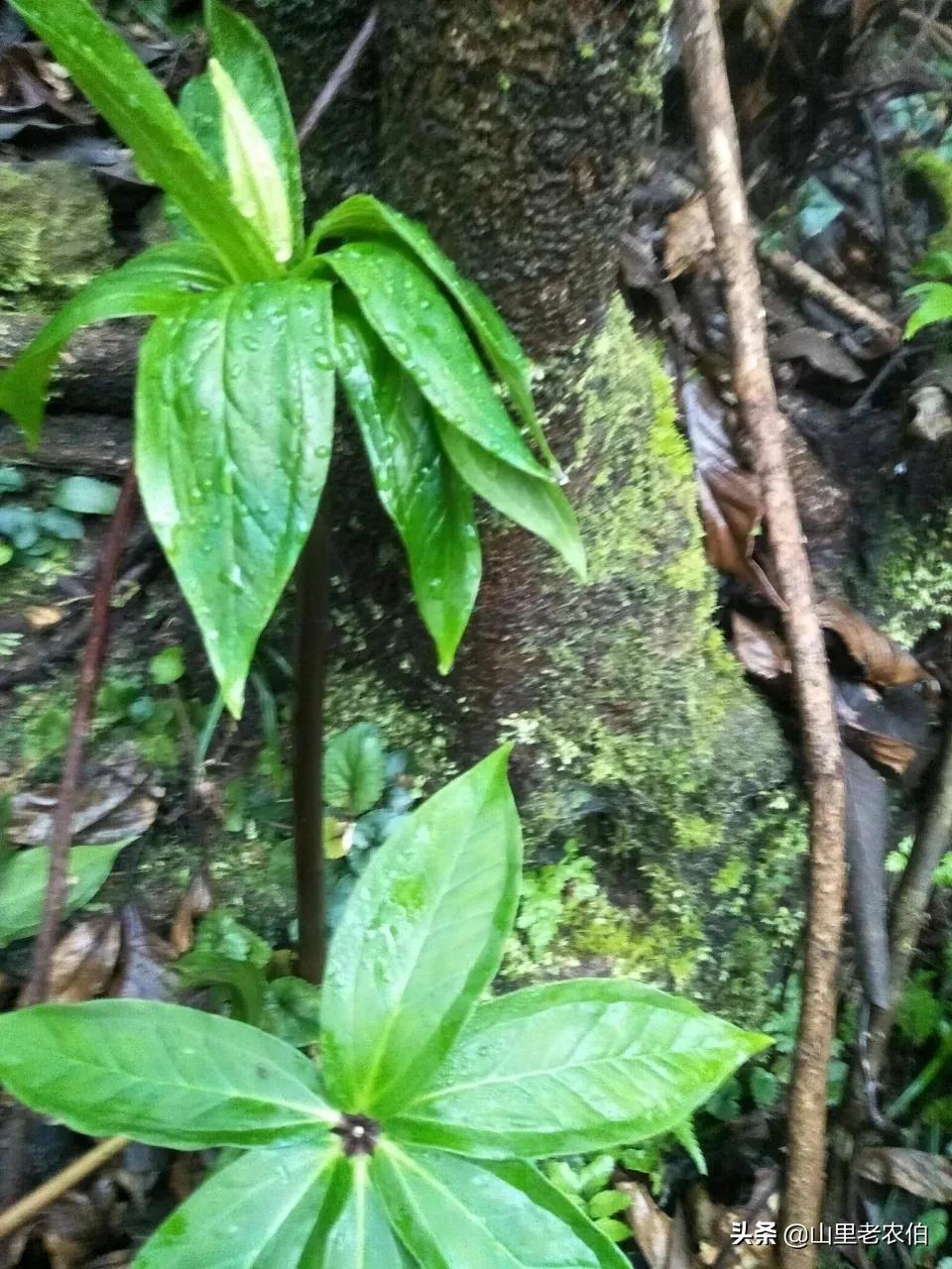 七叶一枝花齐名的草药有哪些,什么中草药可代替七叶一枝花