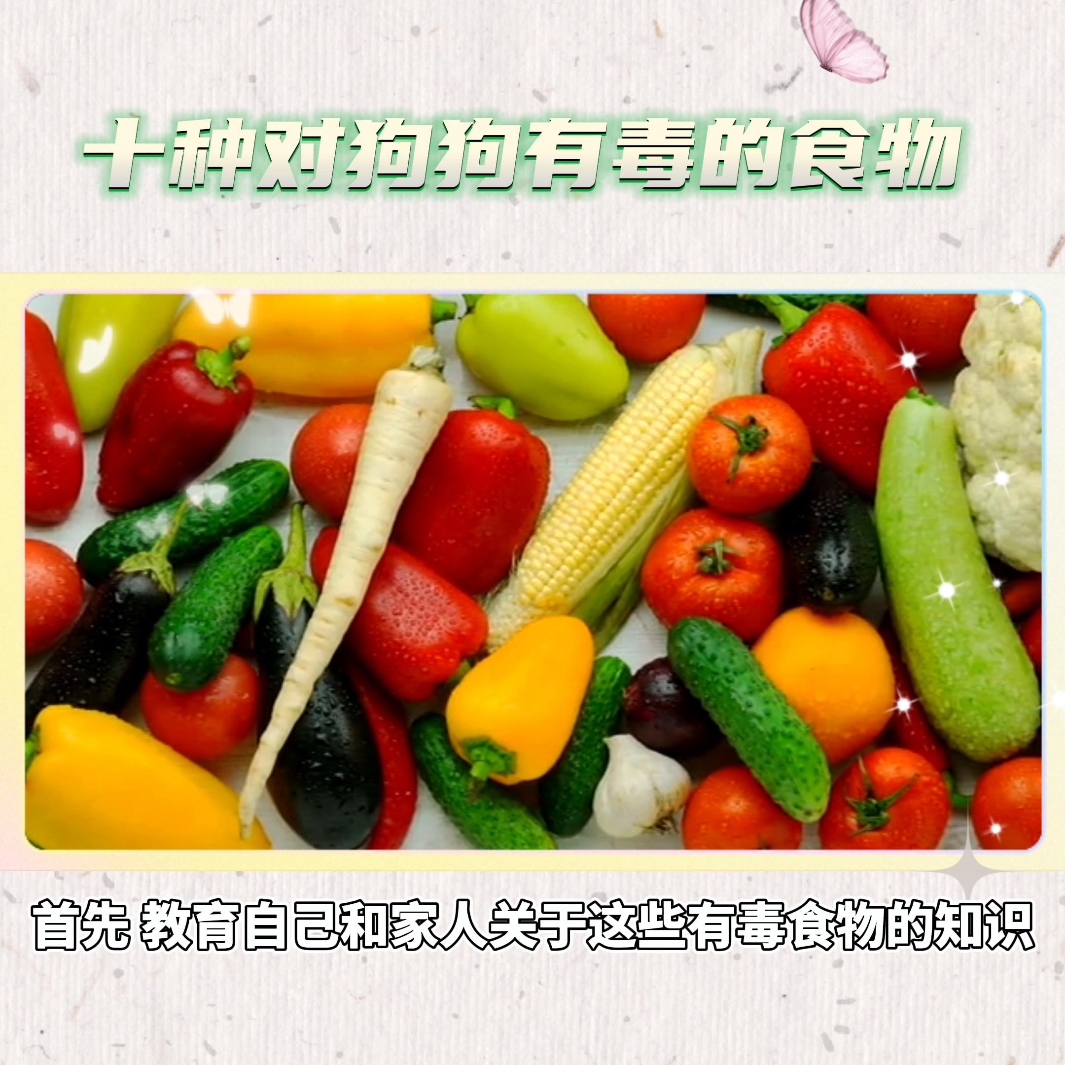 对狗狗致命的禁忌食物,揭秘狗狗九种不能吃的食物