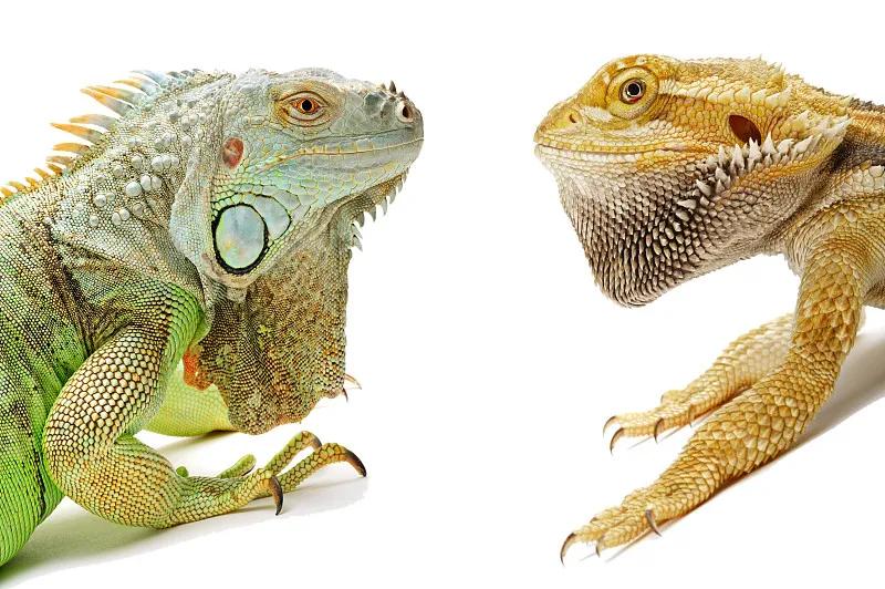 素食宠物食品,素食宠物零食有哪些品种