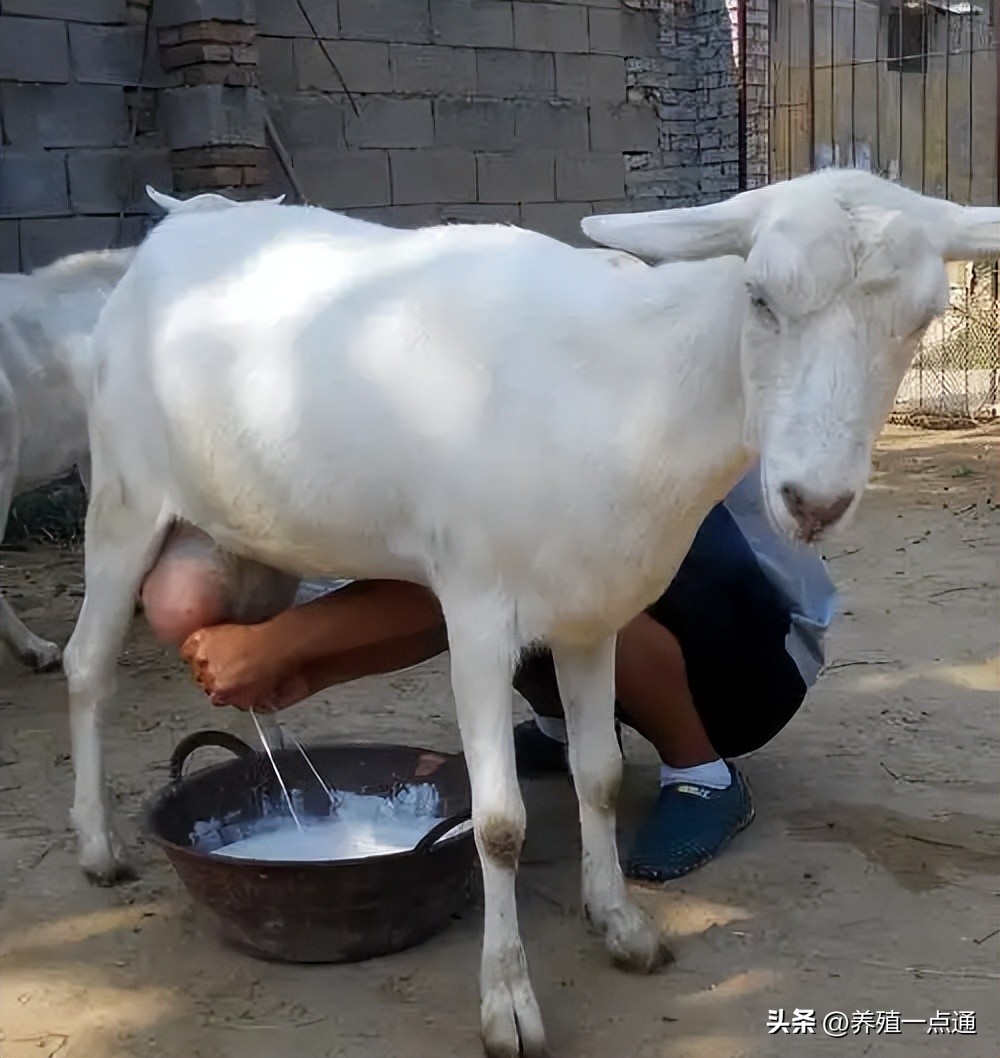 奶山羊的养殖技术及日常管理,奶山羊养好从养殖到产奶