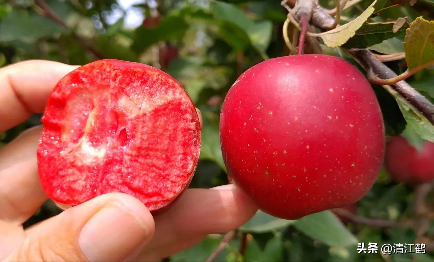 农作物最佳施肥时间和方法,作物长得不旺怎么办