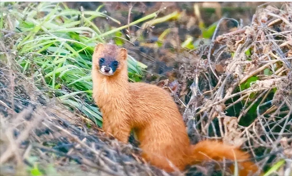 黄鼠狼进家意味着什么,黄鼠狼闯进家门什么预兆