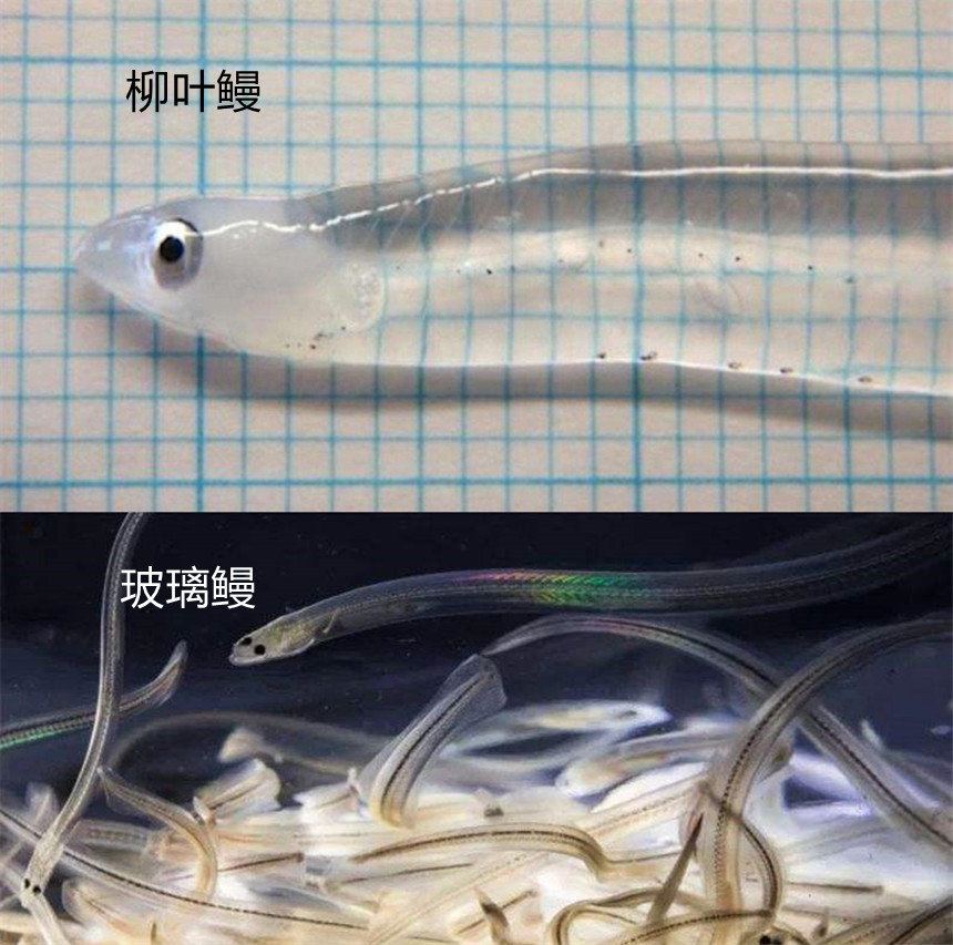 被吃成濒危物种的鱼,被人吃到濒临灭绝的野生动物