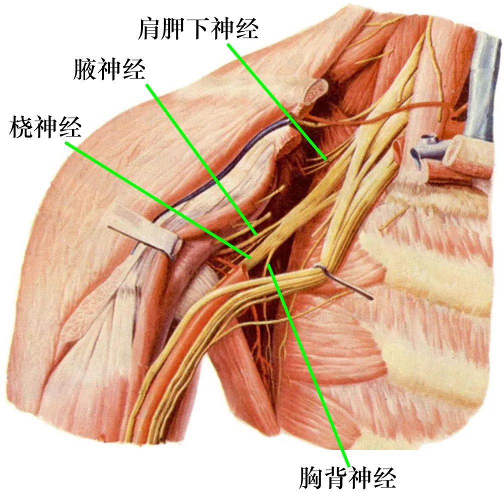 脊神经支配区域解剖图简图,脊神经及其分支的支配范围