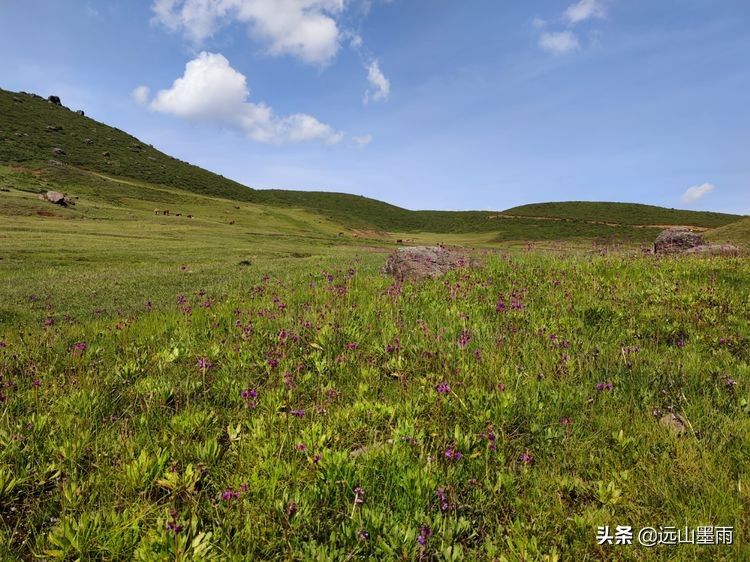 蓝天白云绿草间,蓝天白云草原绿草茵茵风景秀丽