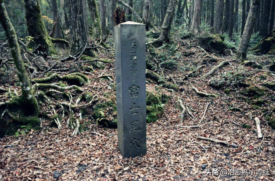 日本自杀森林究竟隐藏着什么秘密?为何如此诡异