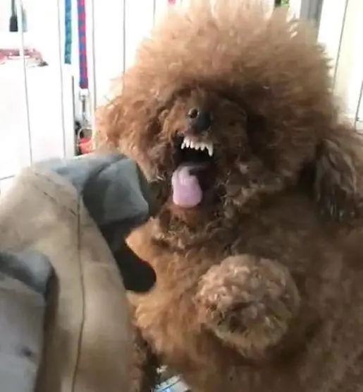 建议新手养的10种小型犬性格好的,便宜好养的五种小型犬