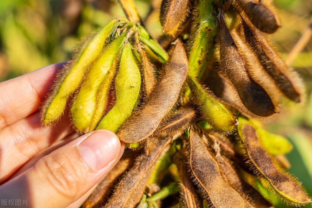 全国各地大豆价格最新行情分析,今日全国各地大豆价格行情走势