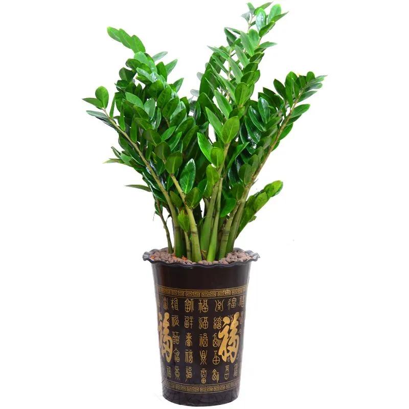 客厅养树家旺人富,客厅种什么树旺宅还好养