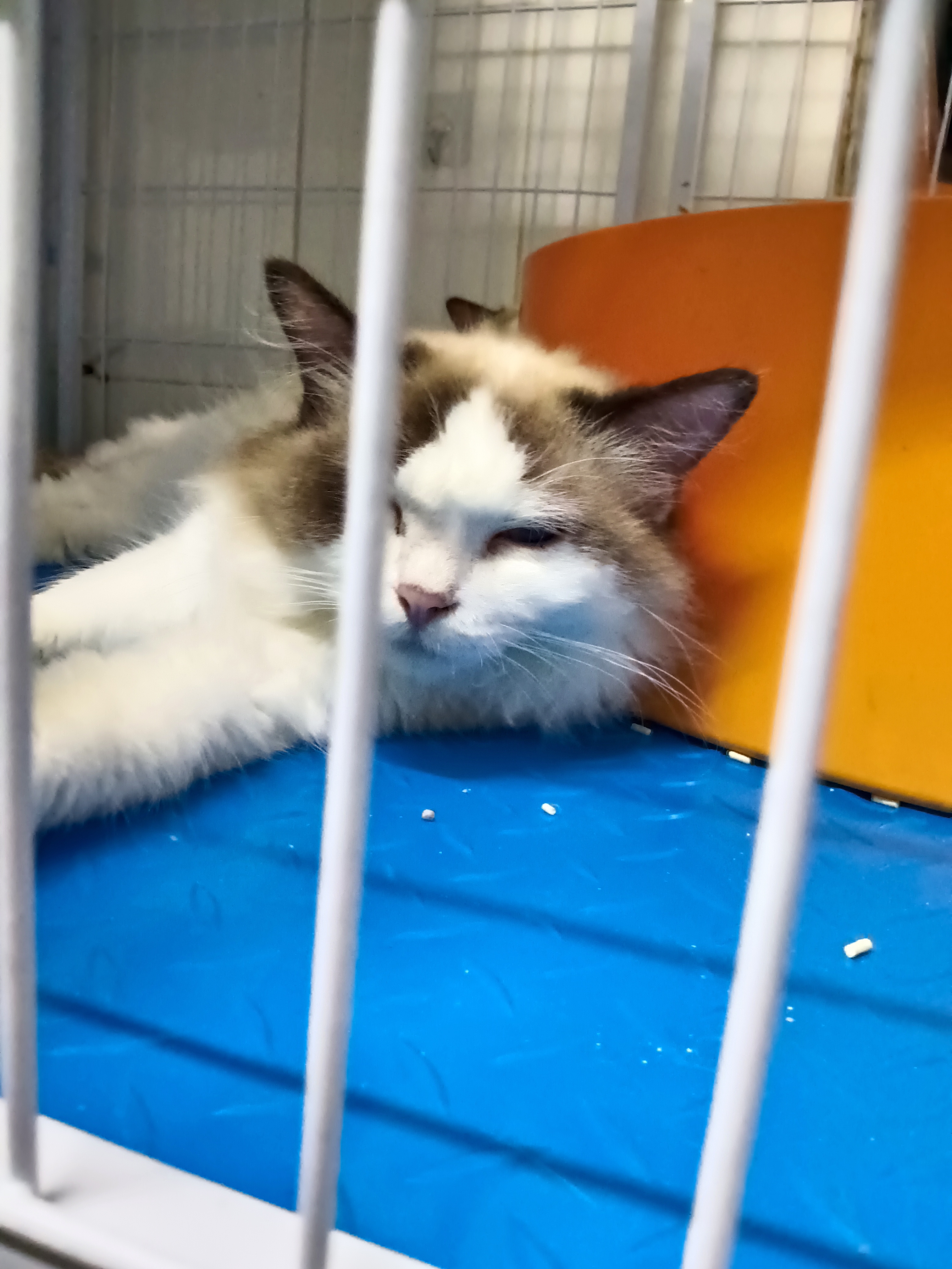 从别人家里买的猫应该注意什么,买的猫咪太调皮了可以退嘛