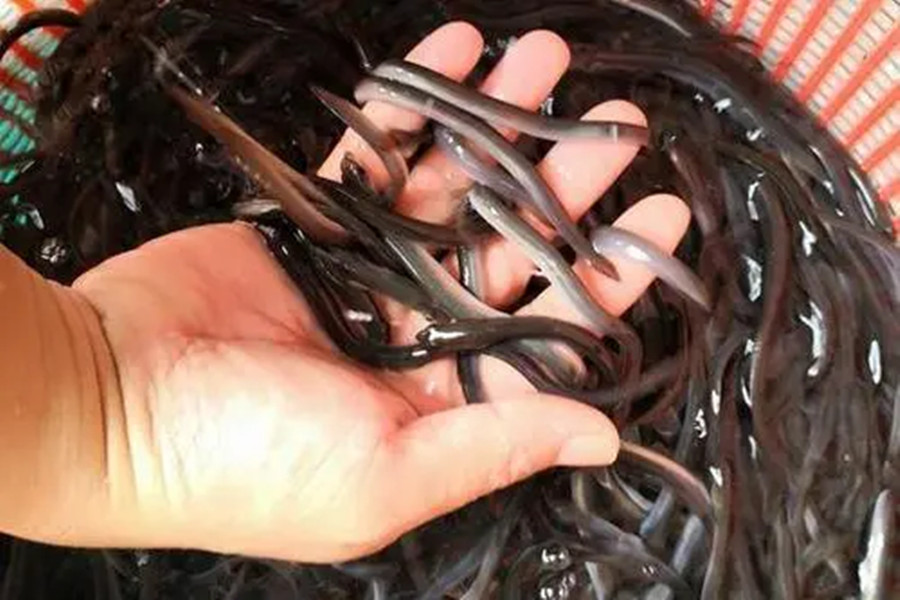 被吃成濒危物种的鱼,被人吃到濒临灭绝的野生动物