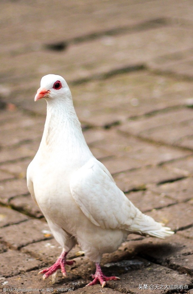 职业鸽舍比赛,职业赛鸽鸽舍视频