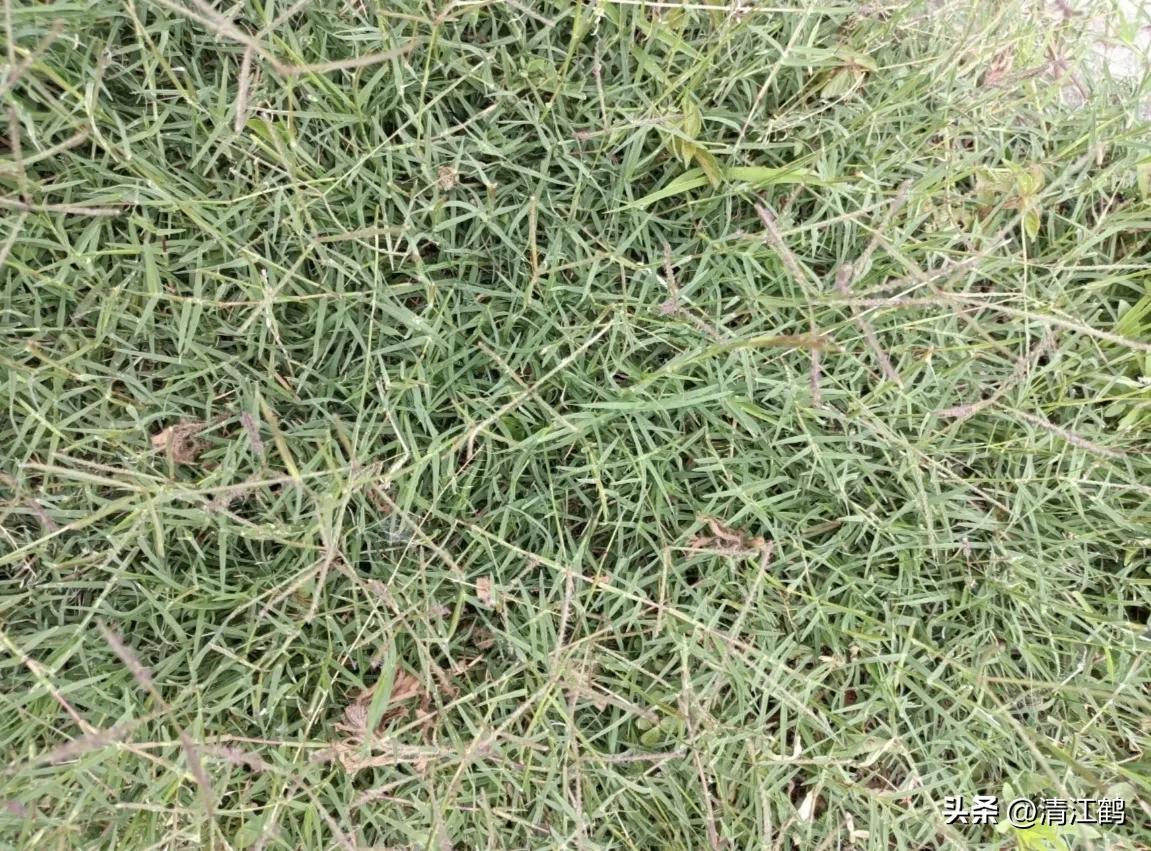 怎样解决除草剂对树的危害,十大恶性杂草除草方案