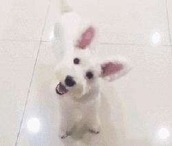 不同类型犬的寿命,小型犬寿命一览表柴犬