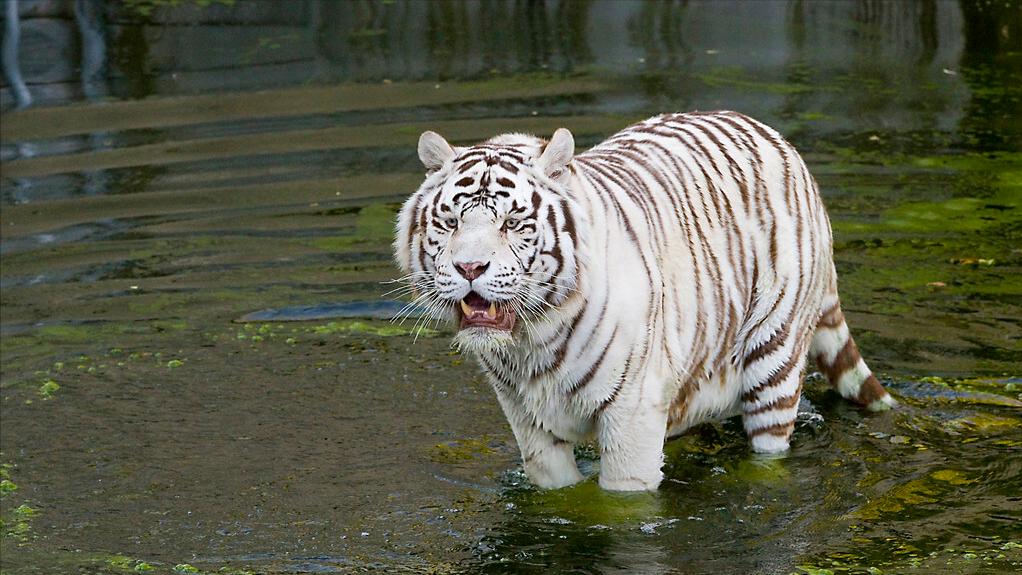 大白鲨咬合力真的只有400公斤吗,十大咬合力最强动物巨齿鲨