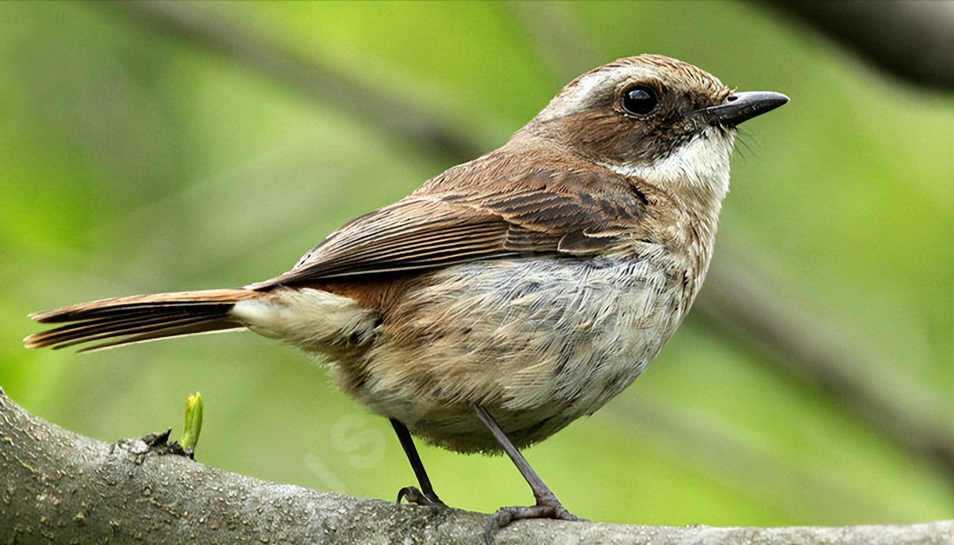 50张最佳鸟类摄影作品,鸟儿大全大图