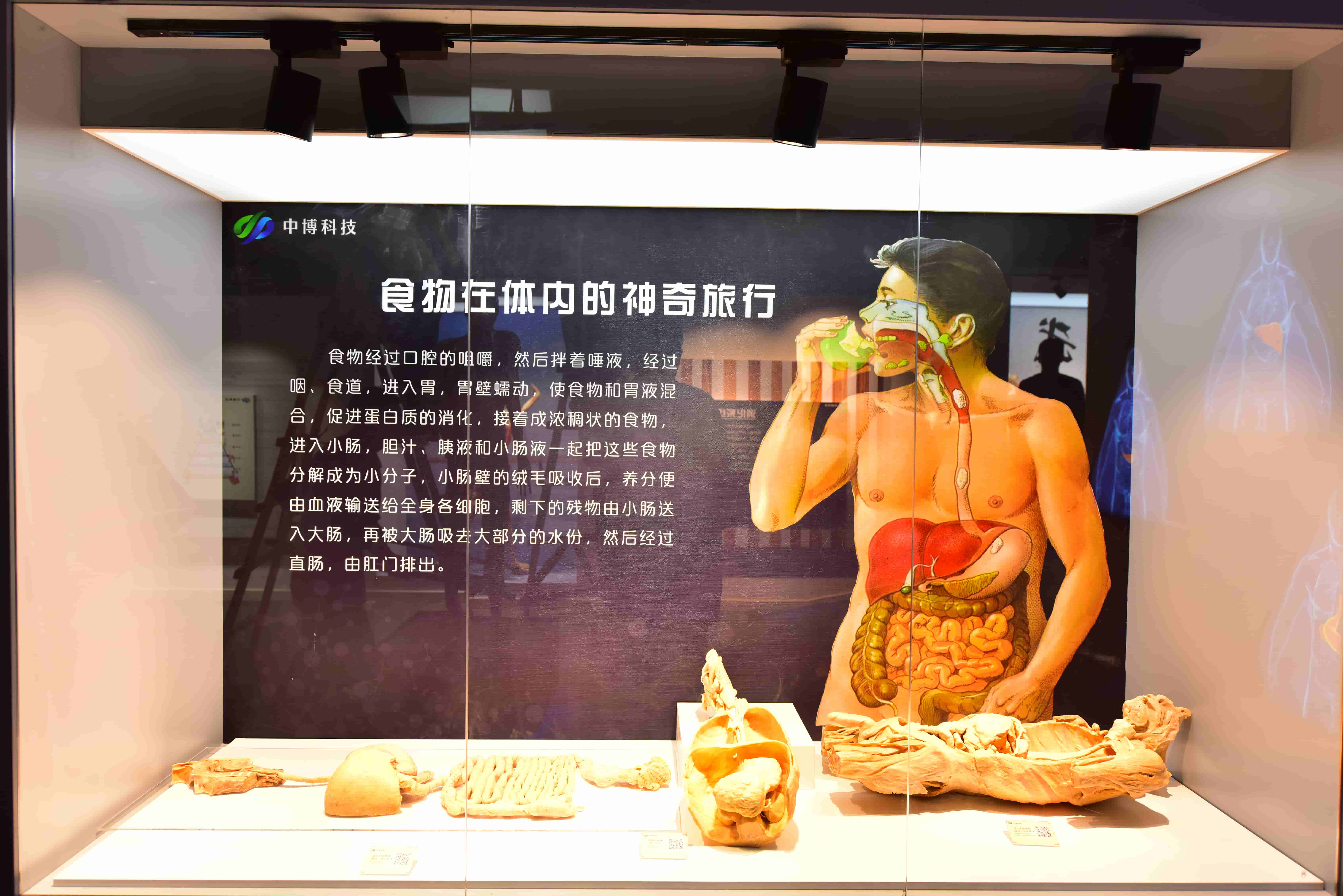 郑州人体科学馆要门票吗,郑州适合带孩子玩的博物馆科技馆