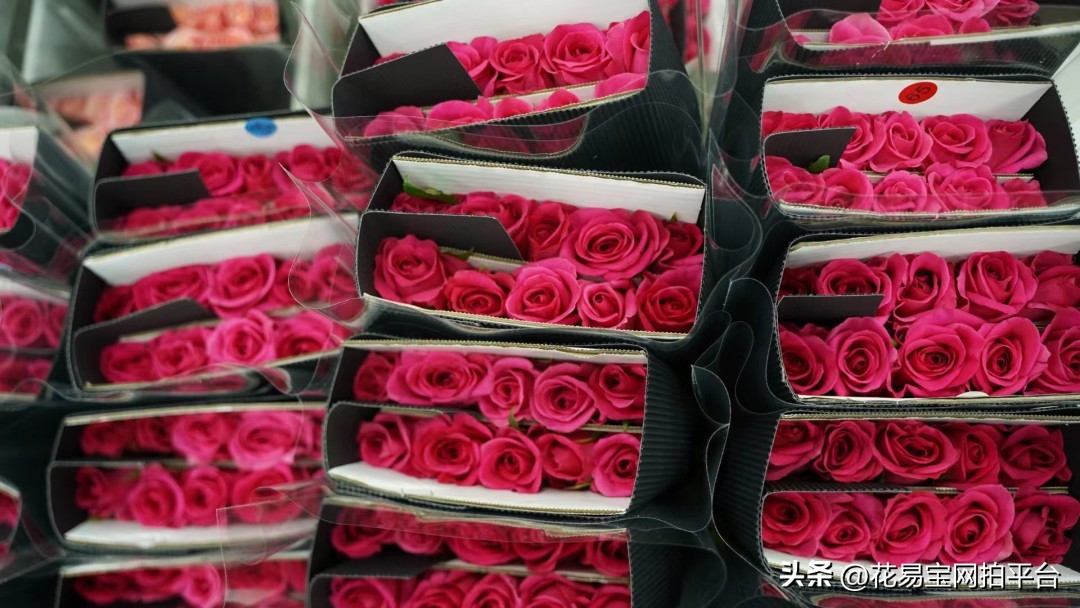 鲜花分级标准依据有哪些,鲜花种类等级排名