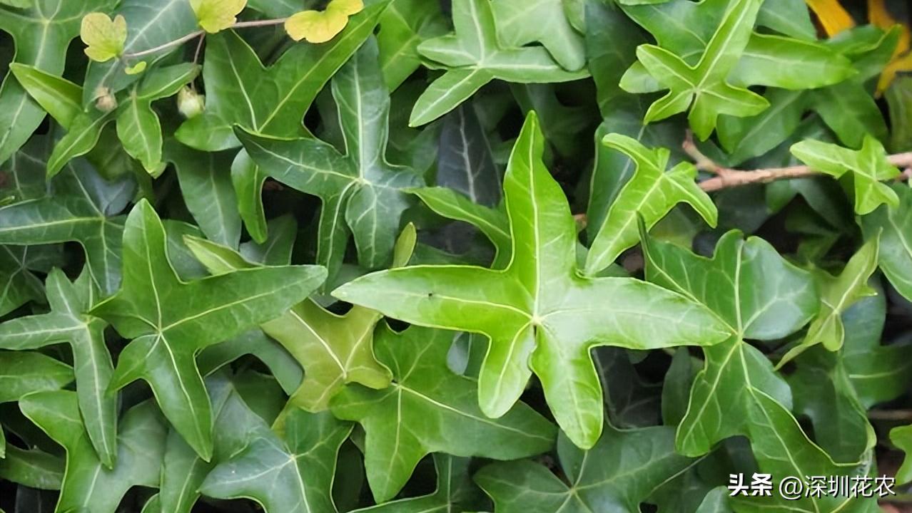 吸收甲醛的最好植物长藤,净化空气最佳植物常春藤