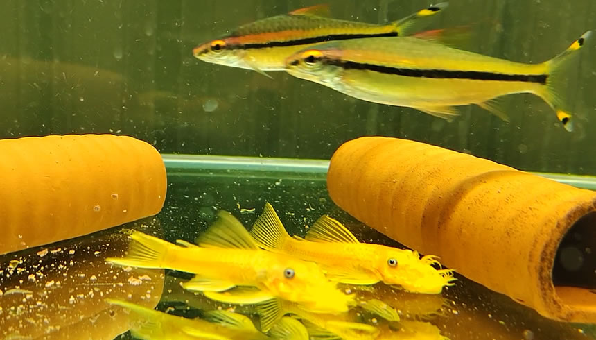 新手养鱼品种多怎么混养,新手养鱼可以多品种混养吗