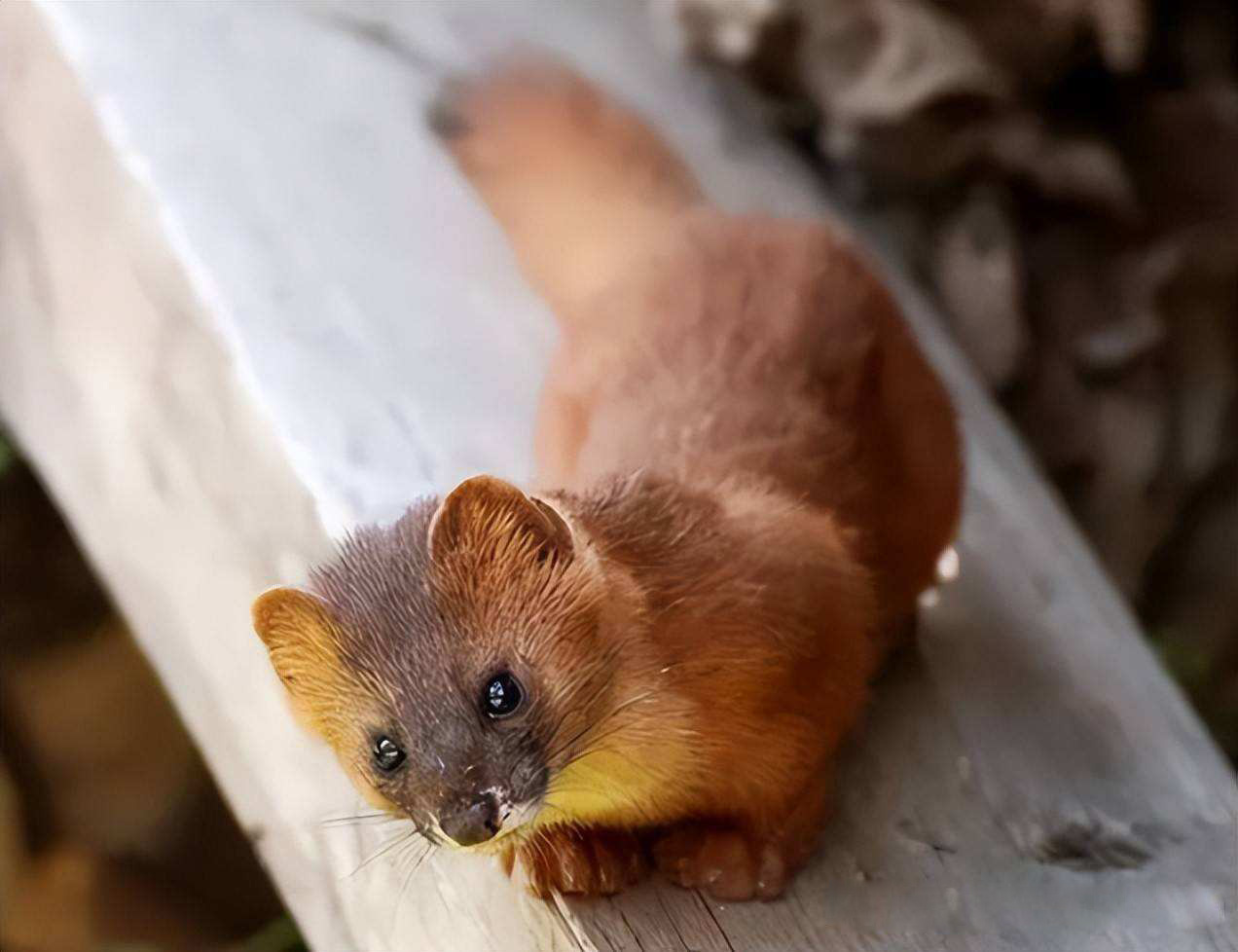 为什么黄鼠狼被称为黄大仙不能杀,家门口的黄鼠狼能打吗