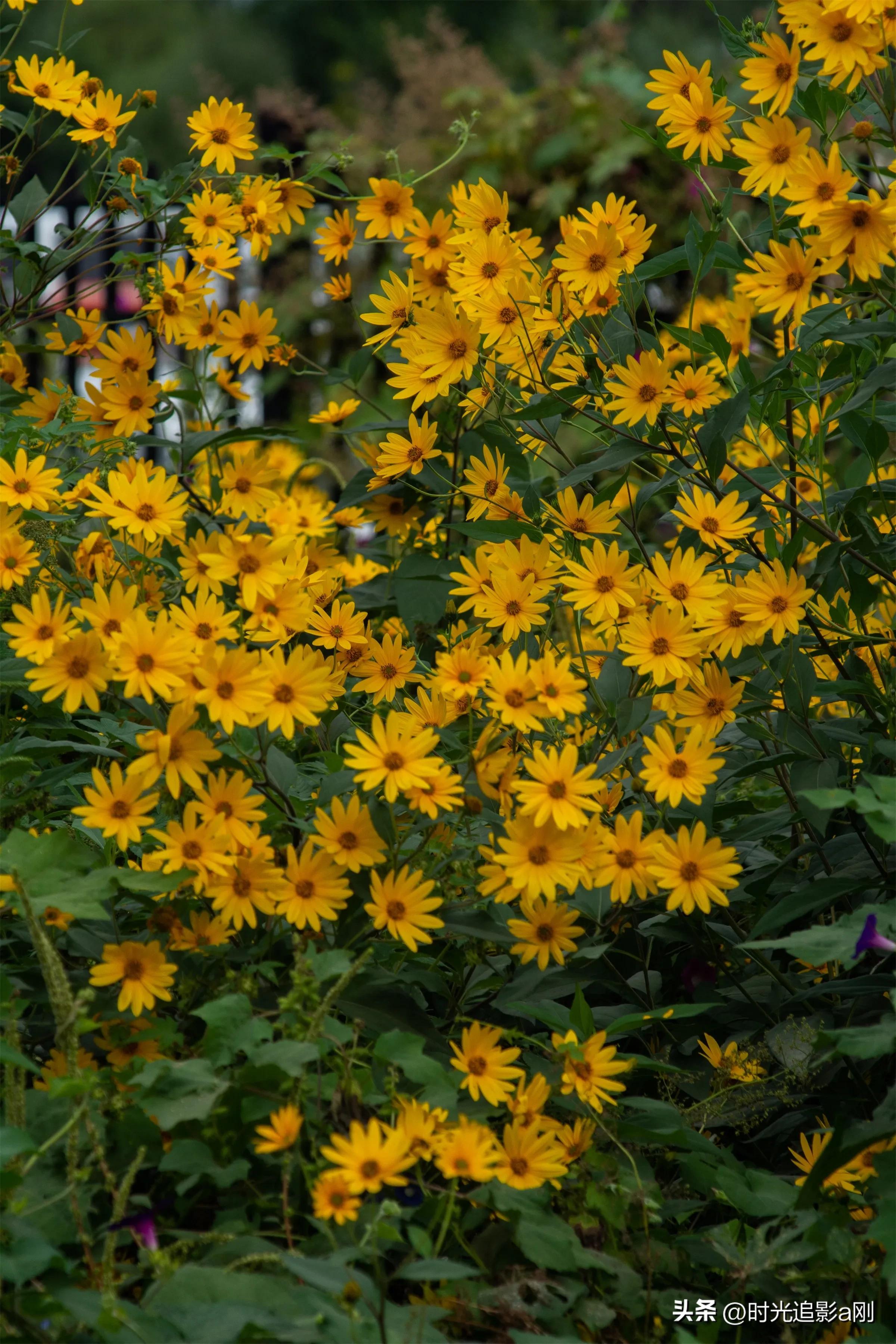 蓝眼菊的花语,七彩菊花语和寓意