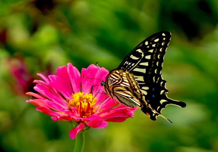 带有蝴蝶的诗句有哪些,关于蝴蝶的诗词大全
