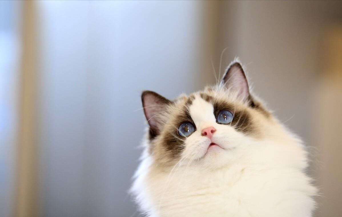 你想不到的冷知识系列7,1分钟带你了解关于布偶猫