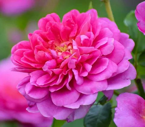 安妮公主月季优缺点,安妮公主月季耐热