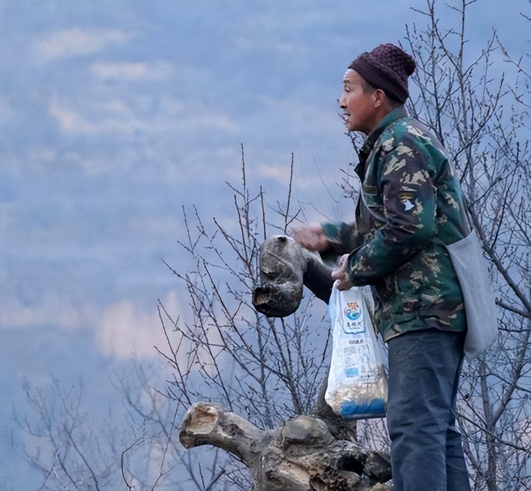 养凤凰的大爷后续,大爷养凤凰4年是真的吗
