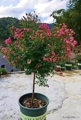 微型月季品种价格是多少 (微型月季品种有哪些)