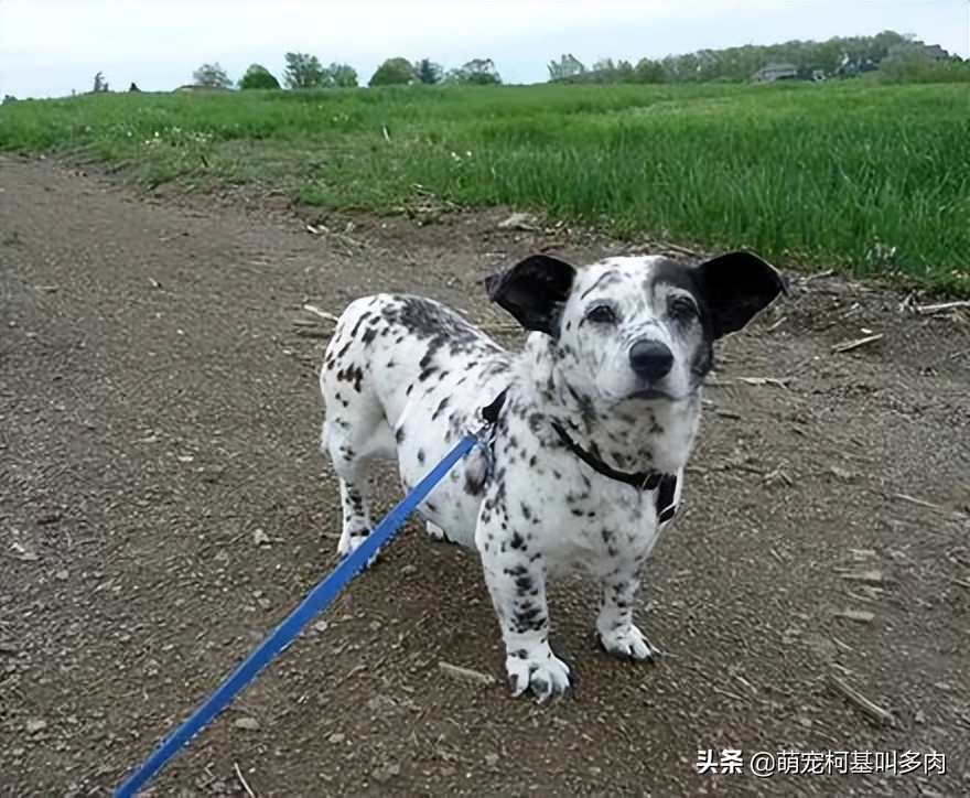 柯基强大的基因,杂交柯基和柯基生出来的样子