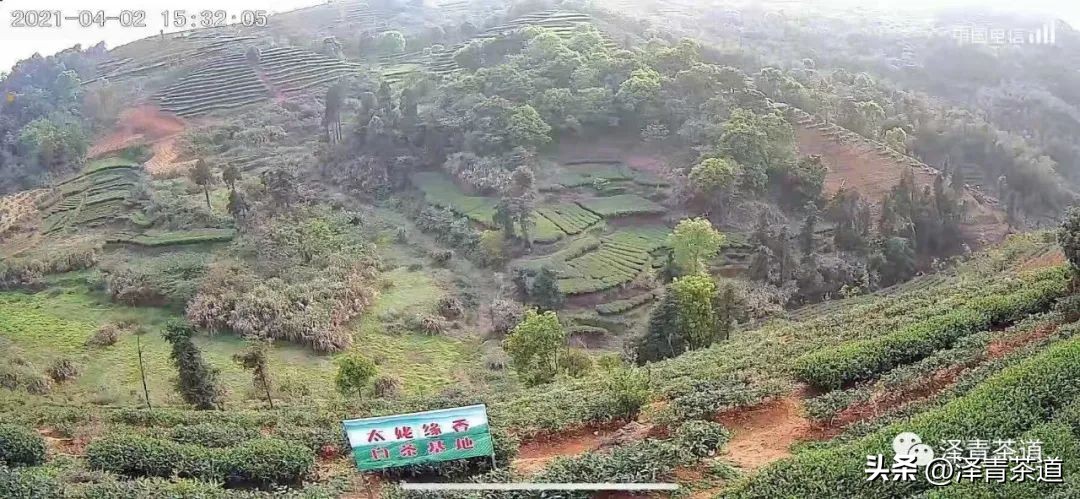 中国10大名茶品牌排名图片,2022年最具品牌价值的10大茶品牌