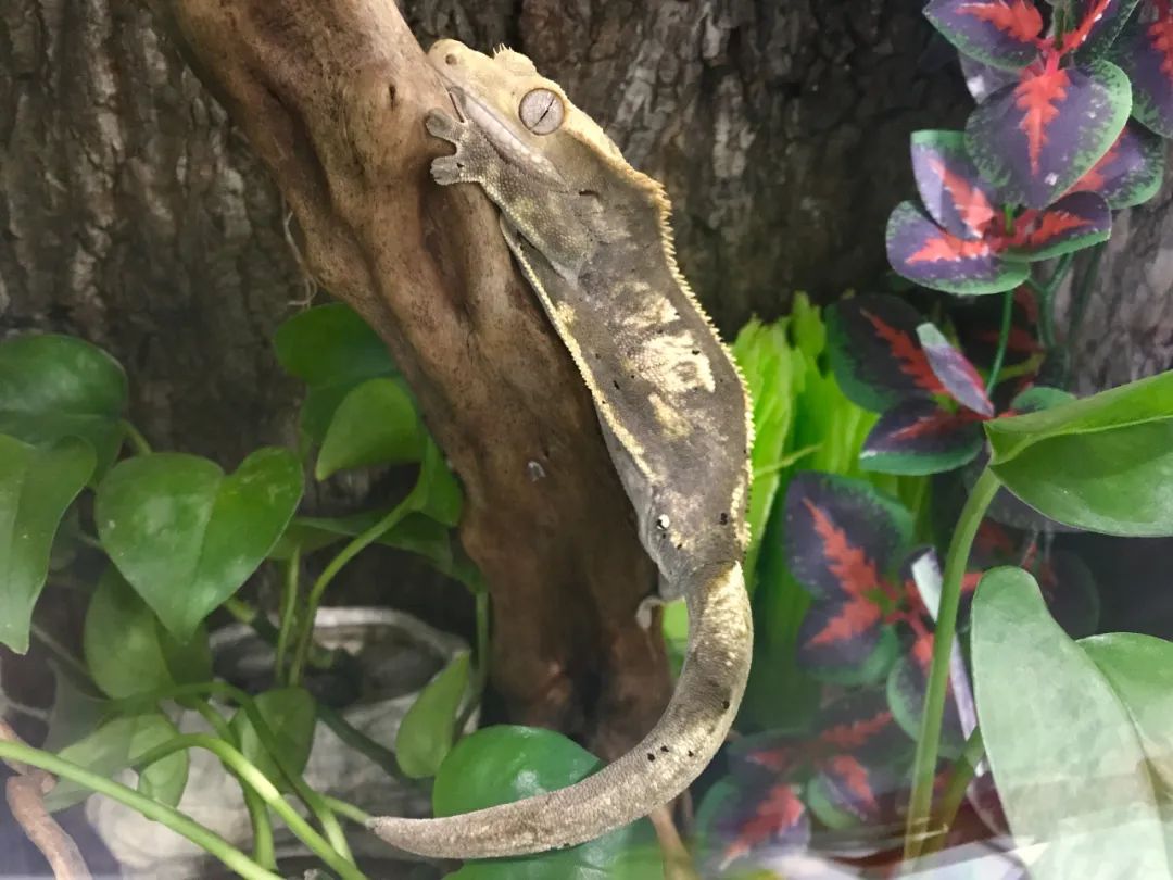 适合孩子室内养的小宠物,室内适合养的中小型宠物