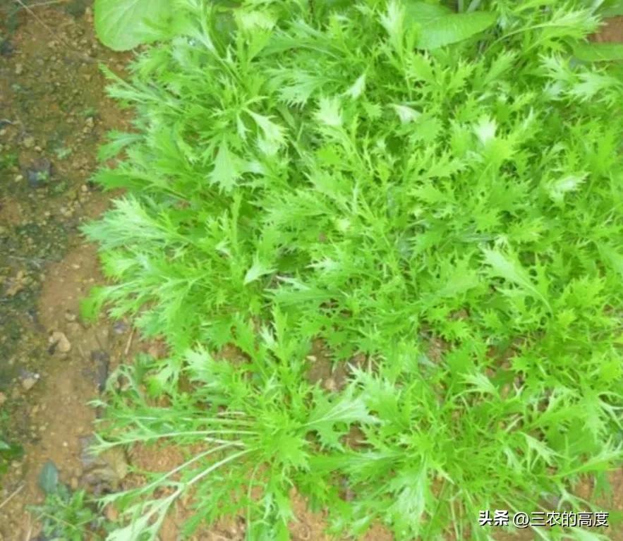 春季蔬菜种植技术讲解,春季种植蔬菜条件和方法