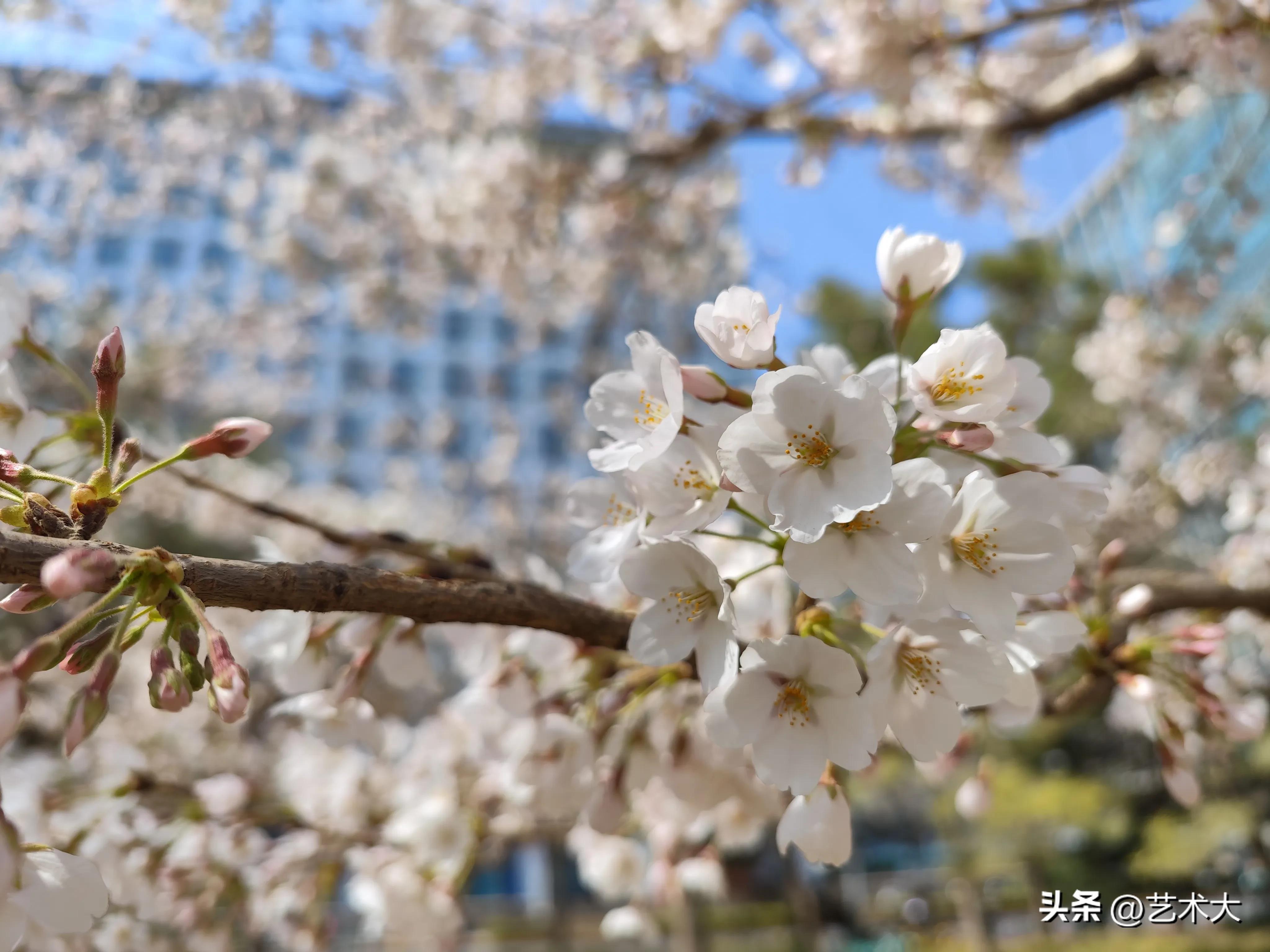 樱花的花语和寓意和象征是什么呢,樱花代表什么花语
