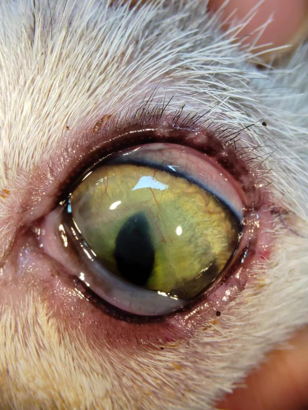 猫角膜溃疡角膜破损的治疗,猫角膜溃烂化脓用什么药