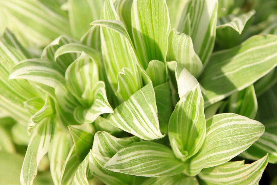 《中国大百科全书（第2版）》读书笔记03147-被子植物门