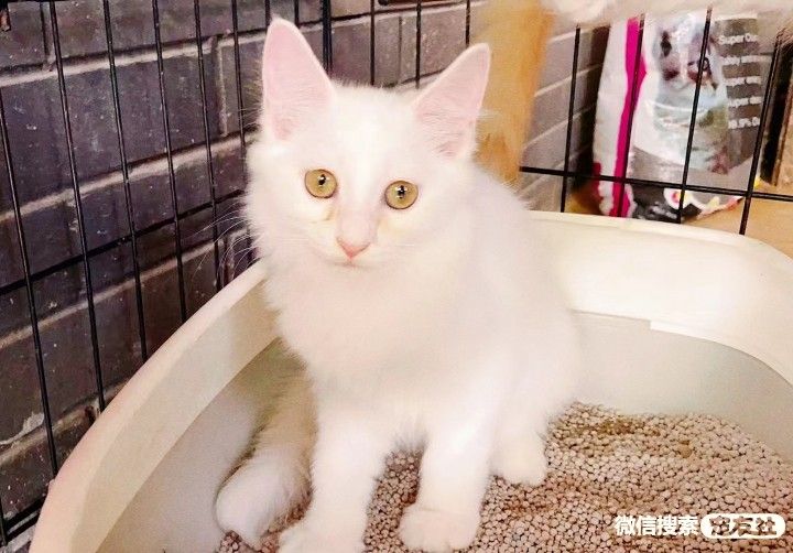 宠物领养、全国宠物*养送**、押金无偿免费领养 20220720