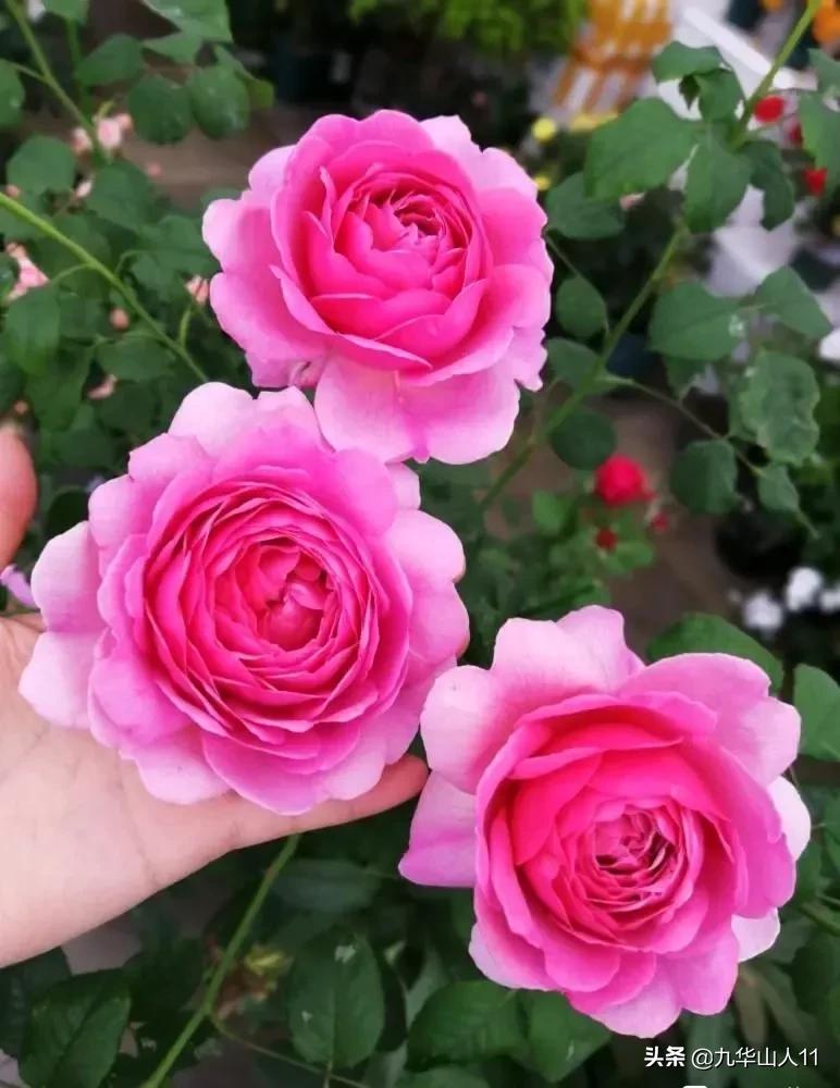 大花浓香勤花的月季品种,大花月季品种介绍大全图片及价格