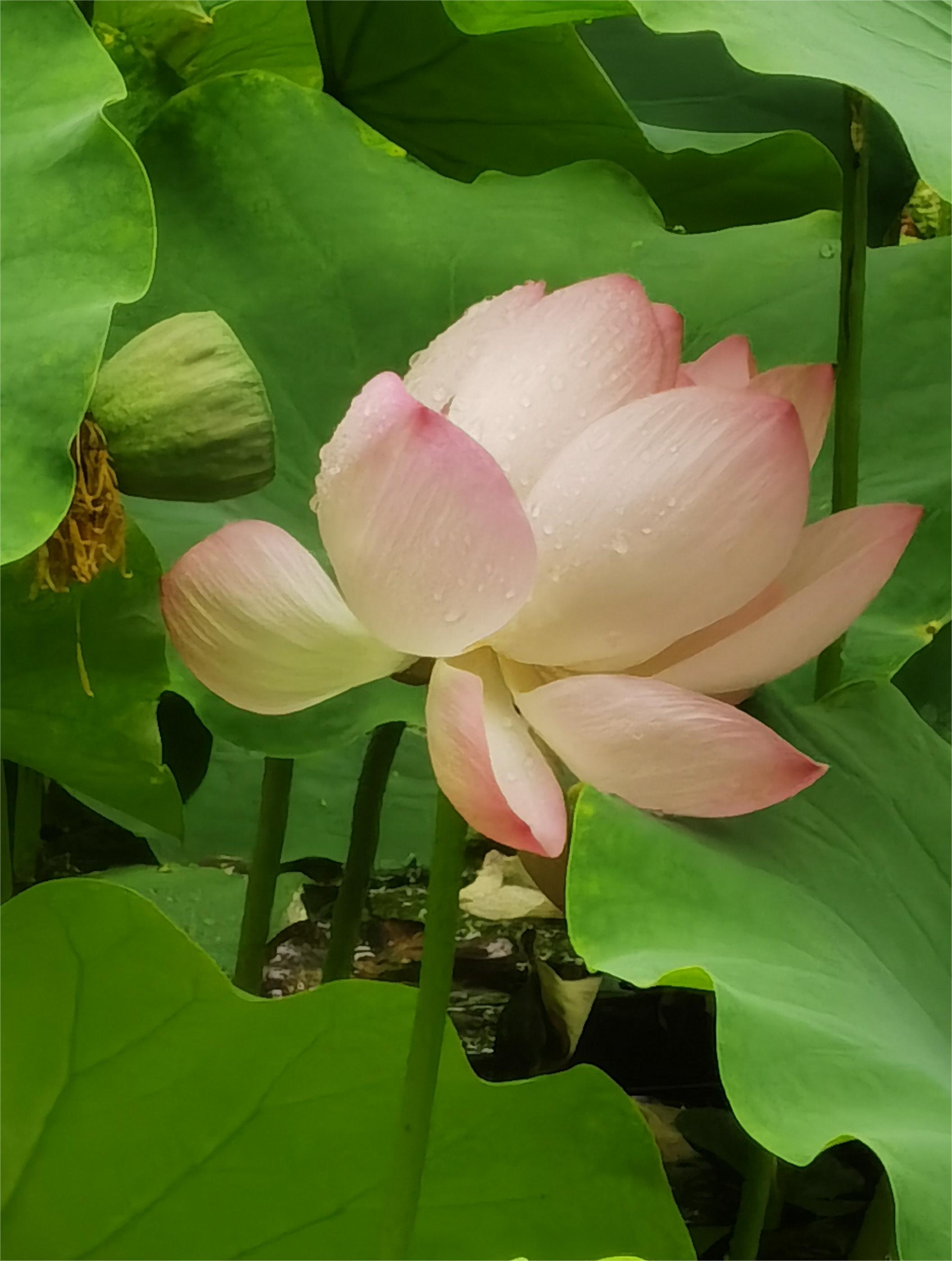 寻夏雨荷,寻找夏雨荷的景点