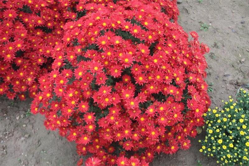 菊花丧葬,丧葬用的菊花是哪种