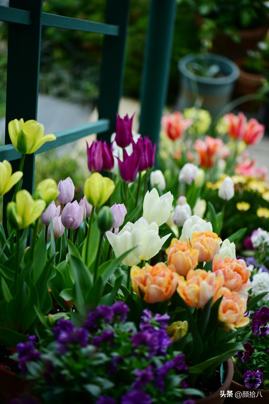 河马花园最耐阴植物,最漂亮的花园里的郁金香