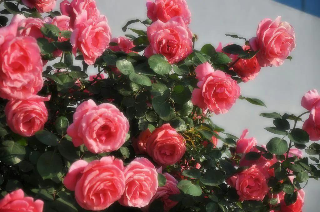 南阳月季大观园,南阳月季大观园绿色月季