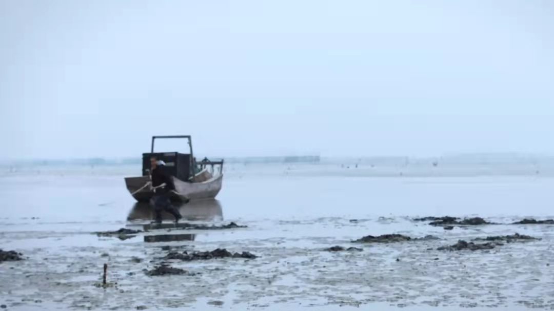 生蚝壳上的圆圆的虫子是什么,生蚝壳有红色虫子是什么虫子