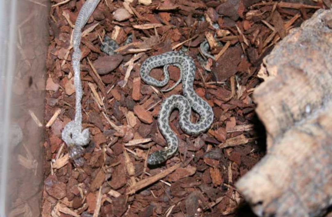 「原来欧洲有这么多种蛇？！」偷师卡塞尔的豢龙大师·下