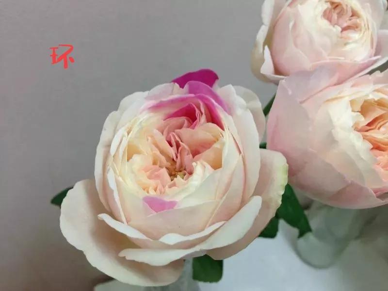 常见切花月季一览（40）（接上期）